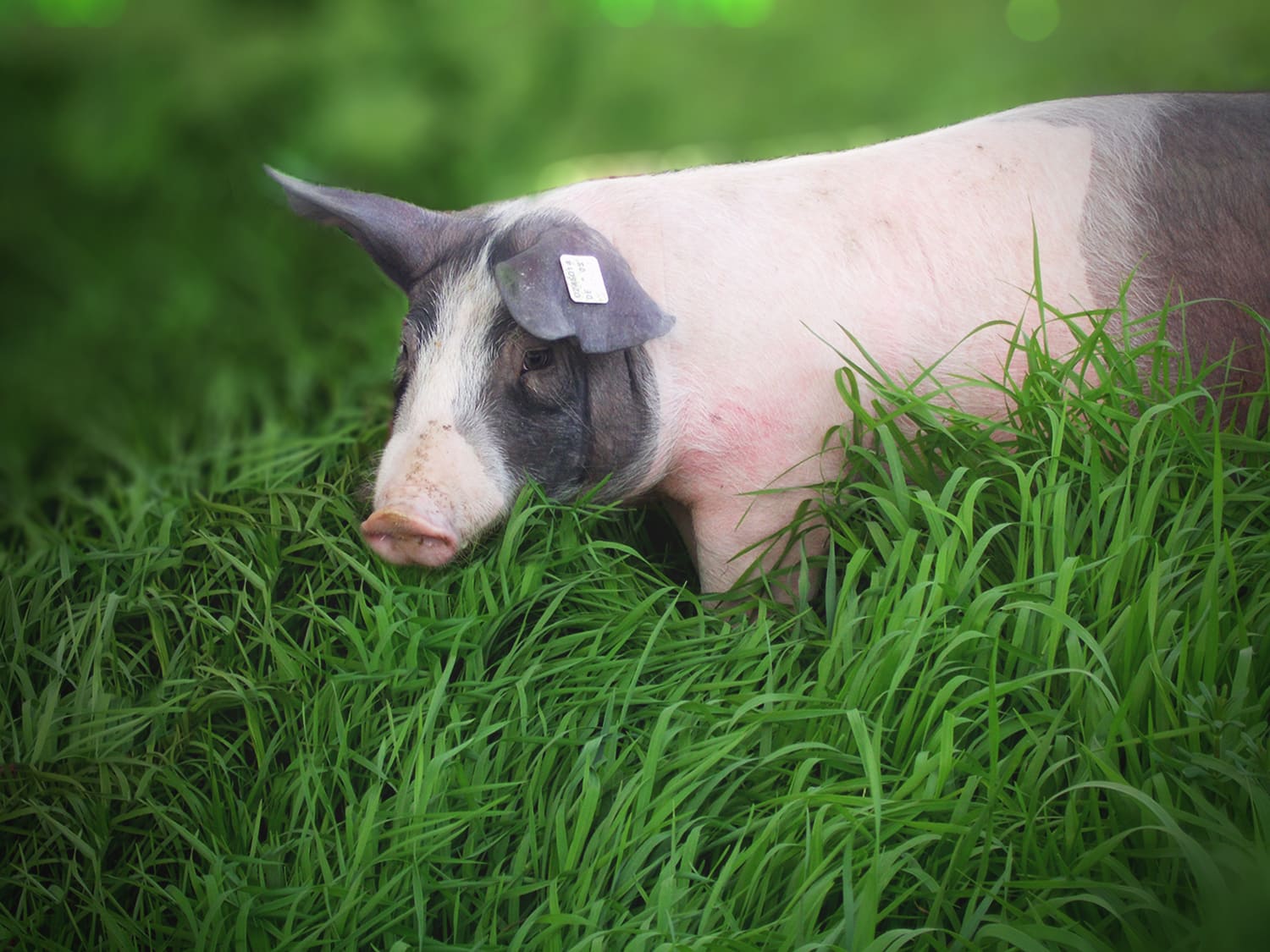Schwäbisch-Hällisches Landschwein auf Wiese